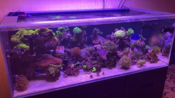 Баллинг, All For Reef, Биориф. Зачем нужно и во сколько обходится.