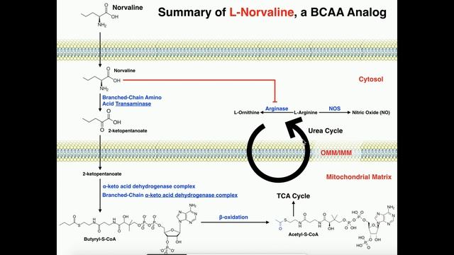 Exercise Physiology | L-Norvaline Functions and Catabolism смотреть онлайн