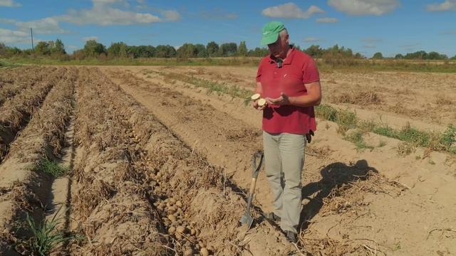 DokaGene (ДГТ). Сорт картофеля АГРОНАВТ. Новый перспективный сорт собственной селекции. смотреть онлайн