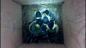 Синица в скворечнике. 11 июня. Толчея в гнезде.