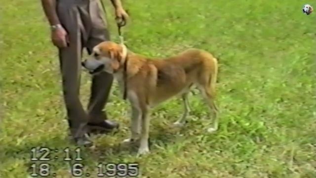 100-лет стандарту породы Русская гончая смотреть онлайн