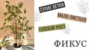 №50. Как сделать фикус пушистым? Минимальная обрезка, а результат уже через 2 месяца!