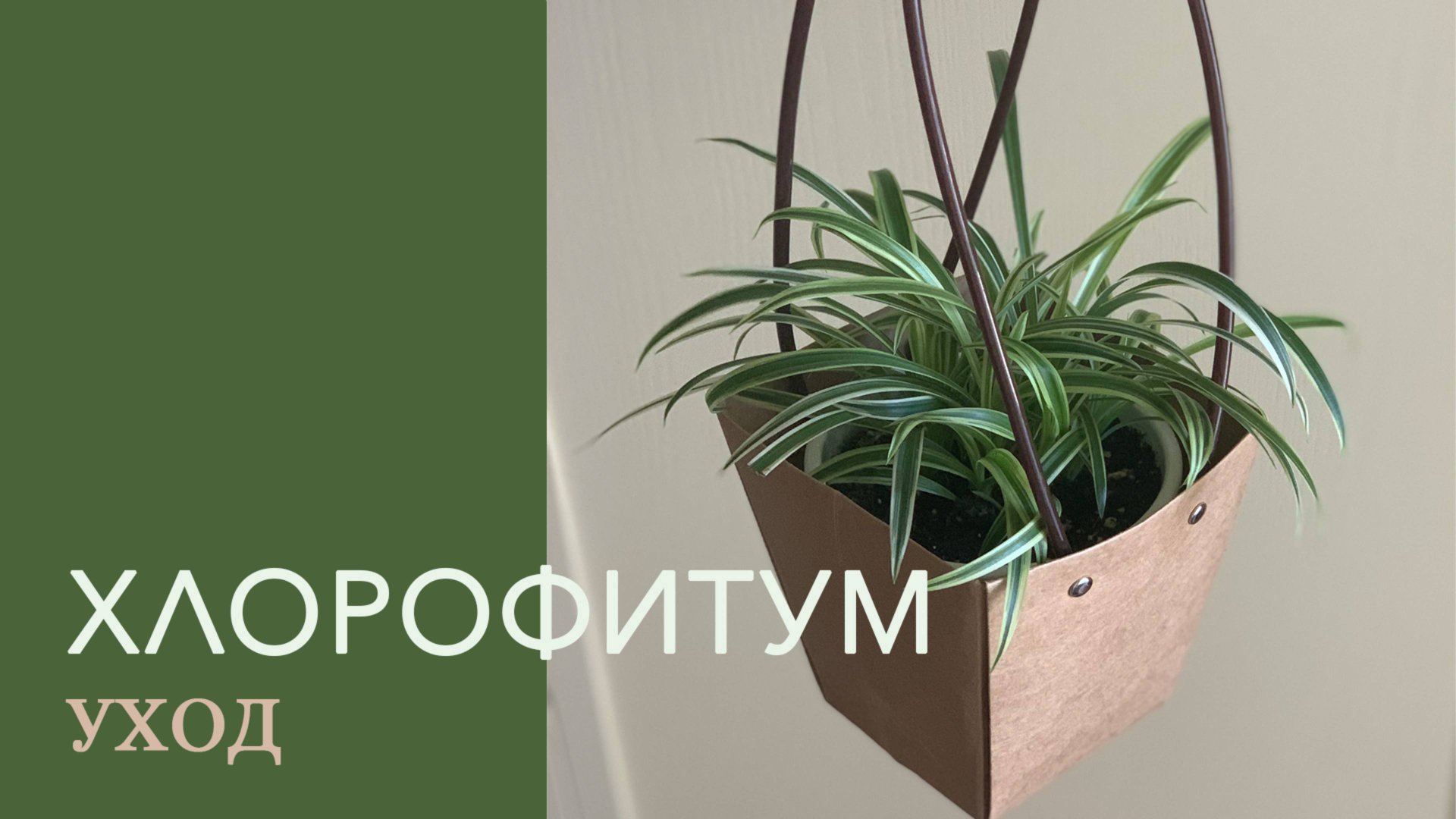 №46. Хлорофитум. Уход в домашних условиях. смотреть онлайн