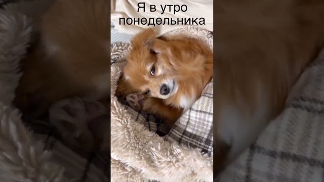 Я в утро понедельника #мем