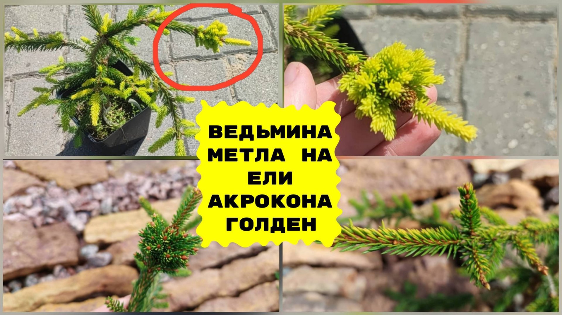 Ведьмина метла на ели Акрокона Голден. смотреть онлайн