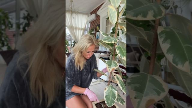 Что делать, если растение перелили? смотреть онлайн