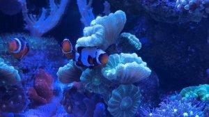 Морской аквариум на внешнем фильтре. Светильник Maxspect MJ-L165.