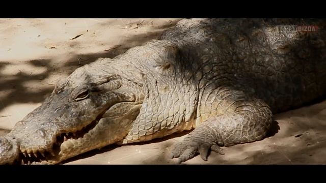 TURLI JONIVORLAR HAQIDA QIZIQARLI FAKTLAR