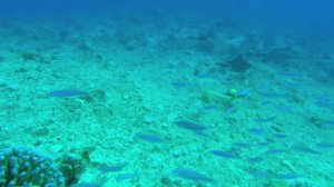 Большое путешествие вглубь океанов (документальный фильм, 2009)