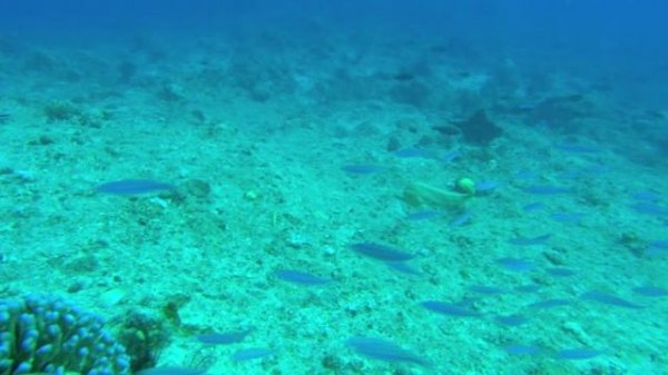 Большое путешествие вглубь океанов (документальный фильм, 2009)