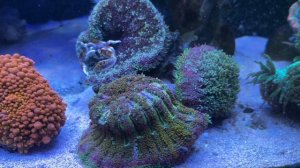 Морской аквариум 200 литров Ольги из Минска