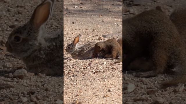 Самое страшное и безумное во всем этом то, насколько они все мило выглядят. смотреть онлайн