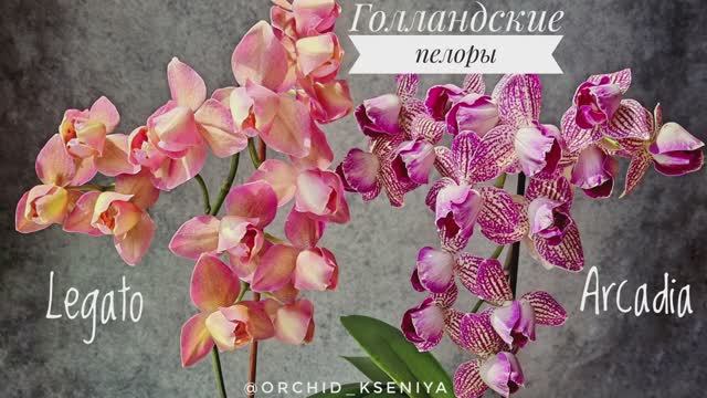 Красавцы пелоры: Легато и Аркадия | Phal. Arcadia & phal. Legato peloric | Обзор голландских сортов смотреть онлайн