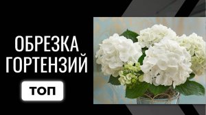 Гортензия крупнолистная серия Доппио. Обрезка 🌺🌿 💞