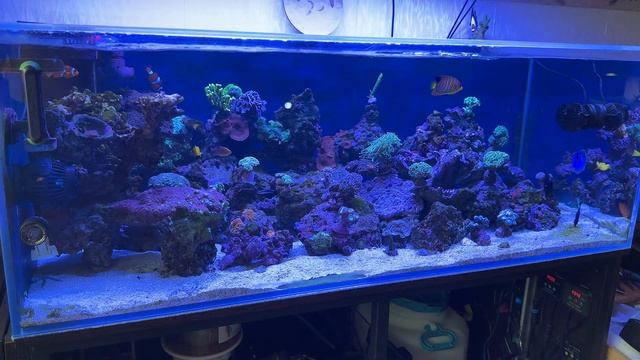 Морской аквариум 500 литров. Динофлагелляты. Почти победа. смотреть онлайн