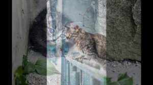 Песня  Fleur «Теплые коты»
Фото из интернета