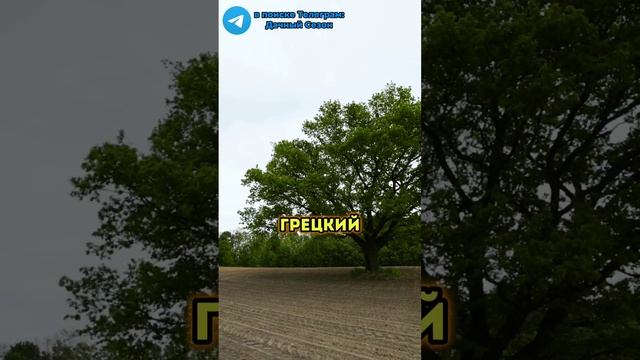 Эти деревья уничтожают твой участок. Не САЖАЙ эти деревья! #дача #сад #огород #участок #деревья