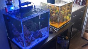 Обзор домашних аквариумов. Морские аквариумы и пресноводный аквариум. Оборудование для аквариумов.