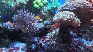 Морской аквариум 250 литров