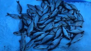 Ночная рыбалка в палатке | Ловля плотвы на Ладоге | Зимняя рыбалка 2019