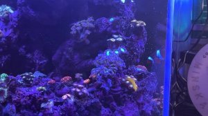 Морской аквариум дома. Борьба с водорослями. Динофлагелляты.