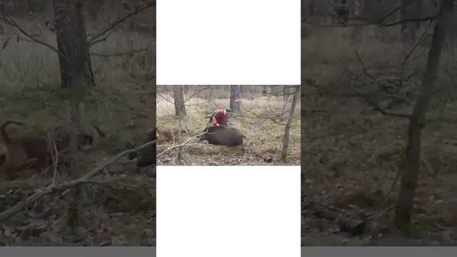 Поразительно! Голыми руками взять кабана!!! А собака вообще молодец, настоящий друг! смотреть онлайн