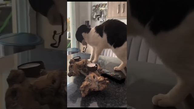 Забавные котики. смотреть онлайн