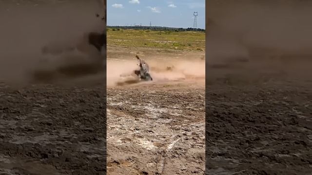 Трудно на это смотреть. Зебры сильные животные, и они очень сильно кусаются, но не в этот раз смотреть онлайн