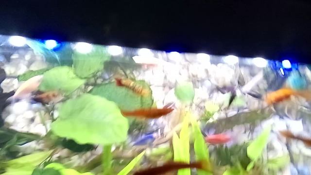 какой корм я использую