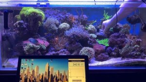 PAR в морском аквариуме. Цикл видео «Морские аквариумы Беларуси».