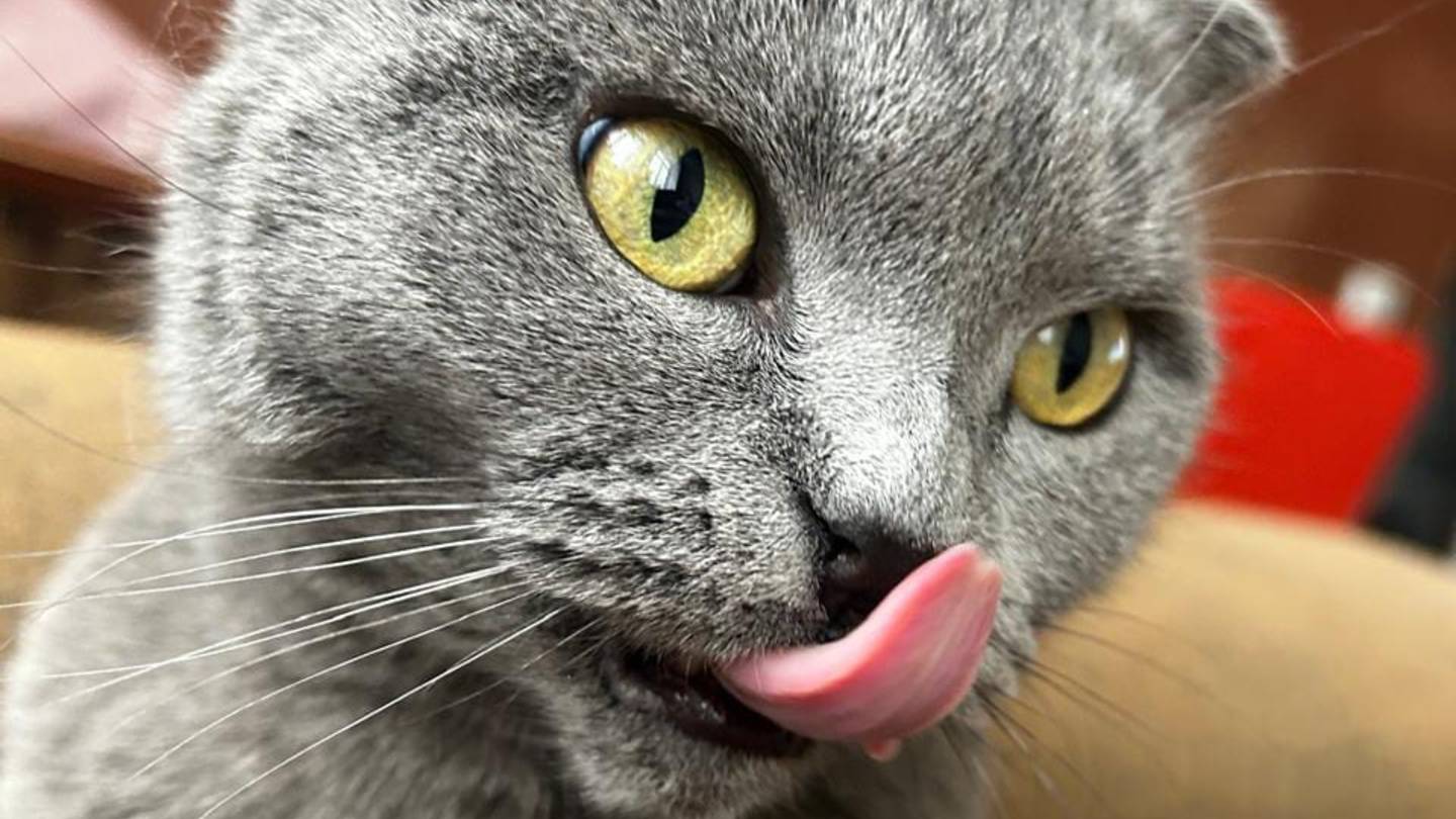 Моё домашнее животное смотреть онлайн