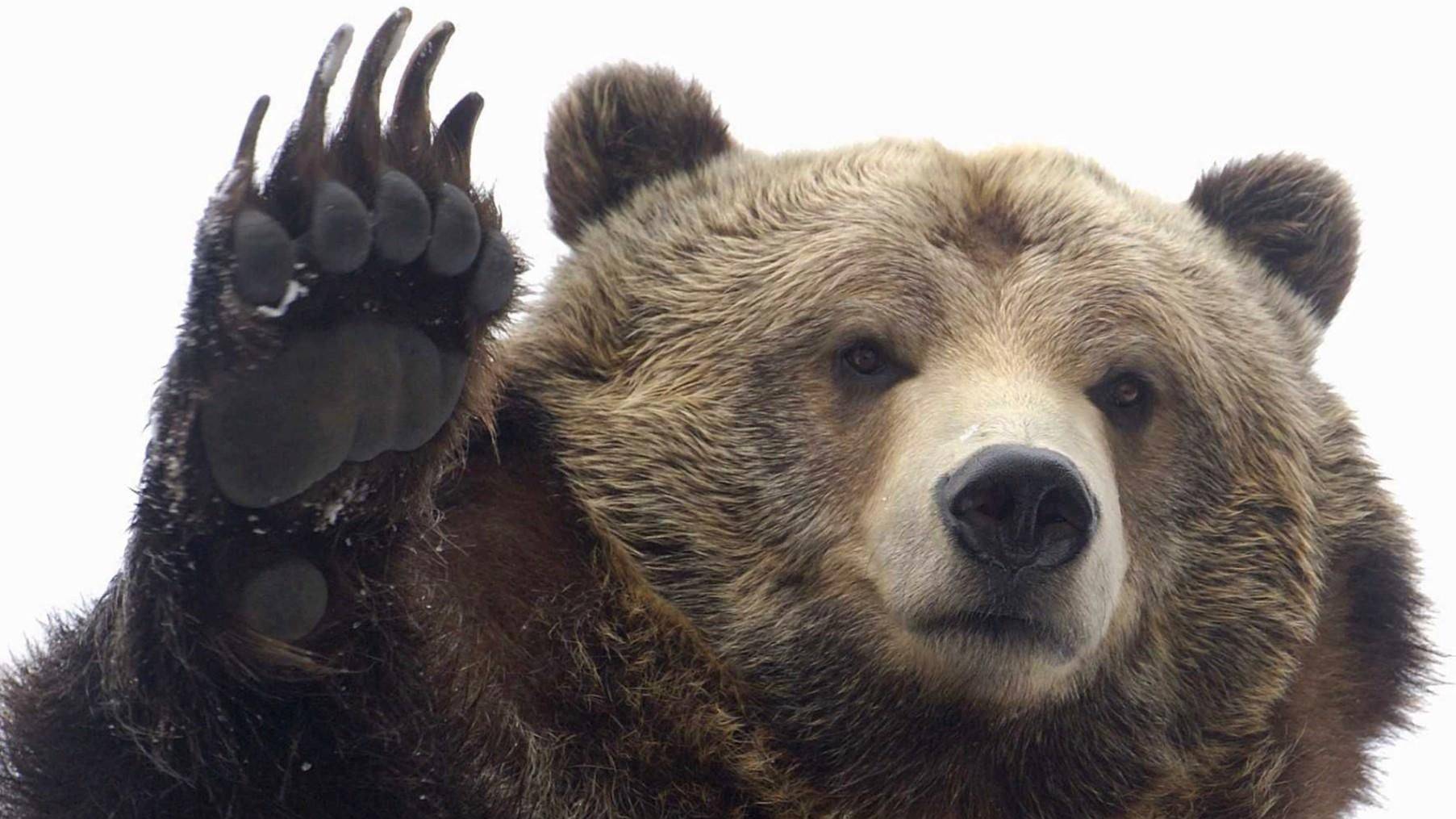 Stalker Online  Медведи у ГОКа... ).