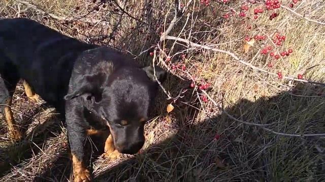 Ротвейлер кушает боярышник с дерева смотреть онлайн