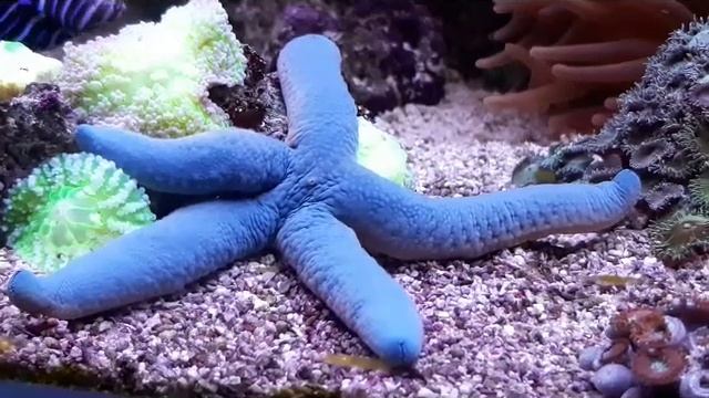 Закарпаття онлайн Синя морська зірка лінкія в ужгородському "Акваріумі" смотреть онлайн