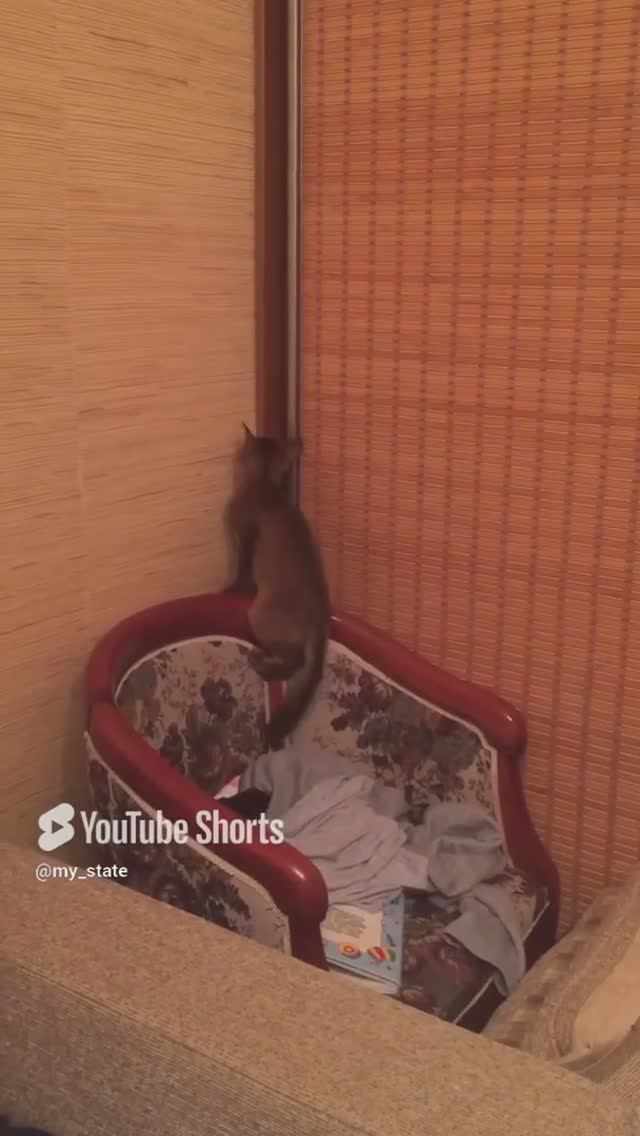 Будни сомалийского кота