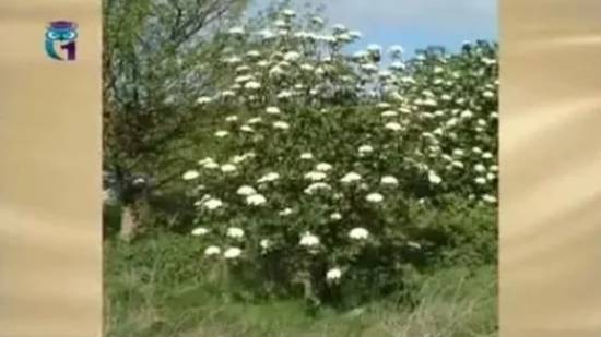 Гордовина (Калина гордовина) смотреть онлайн