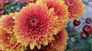 Каталог 2025 г. Корейские хризантемы