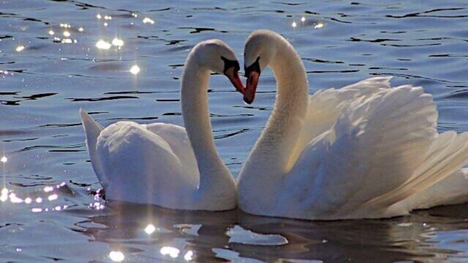 Сергей Понкратов Подражайте лебедям смотреть онлайн