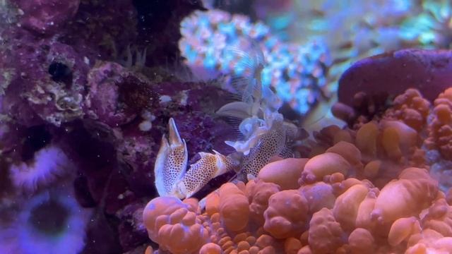 Морской аквариум для Максима и Анны из Минска смотреть онлайн