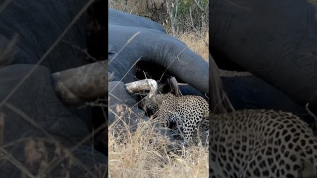 Он продолжал оглядываться на случай, если появятся львы, гиены или дикие собаки. смотреть онлайн
