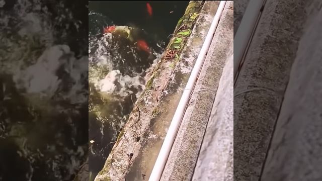 Подпишись на Нас для тебя это пустяк, а нам будет очень приятно смотреть онлайн