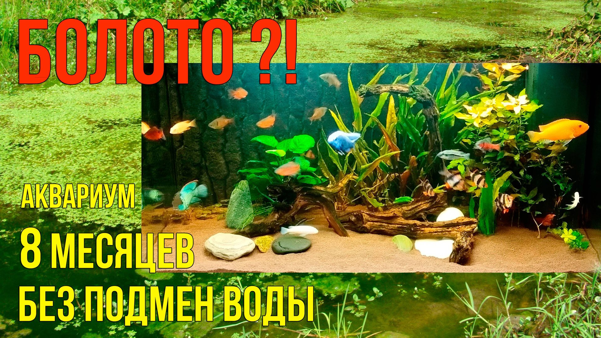 Что Будет с Аквариумом Без Подмен Воды?! смотреть онлайн