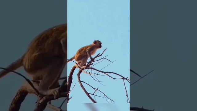 Расчет и траектория полёта у мартышки шикарный!!!!! смотреть онлайн