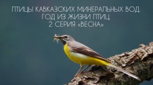 Птицы Кавказских Минеральных Вод. Год из жизни птиц. 2 серия "Весна"