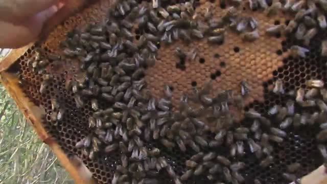 наращивание пчел в зиму в октябре, что было в сентябре, что стало в ноябре - обновление 16.11.2024 смотреть онлайн