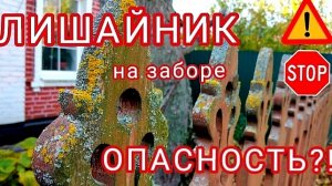 Как бороться с лишайником на заборе