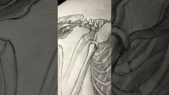 Рисунок скелета лисички смотреть онлайн