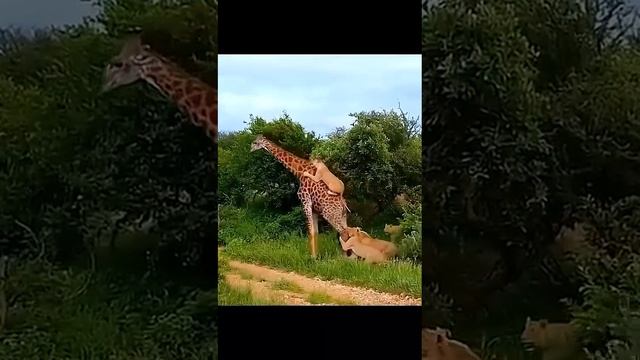 Жирав против прайда смотреть онлайн