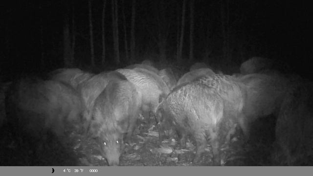 Кадры с фото ловушке смотреть онлайн