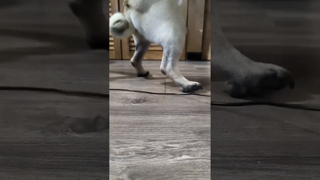 Кузьмич. Собственной мопсоной. смотреть онлайн